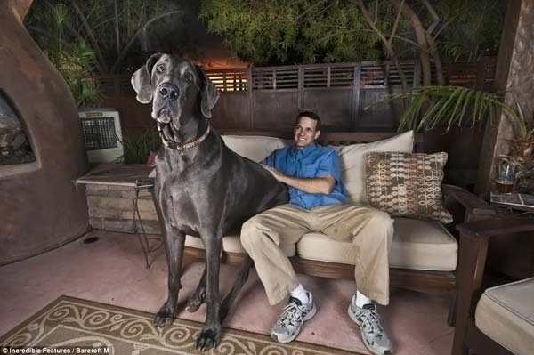 Самая большая собака в мире1