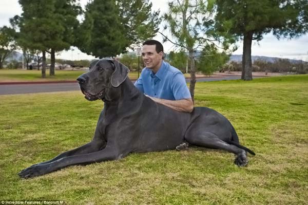 Самая большая собака в мире2