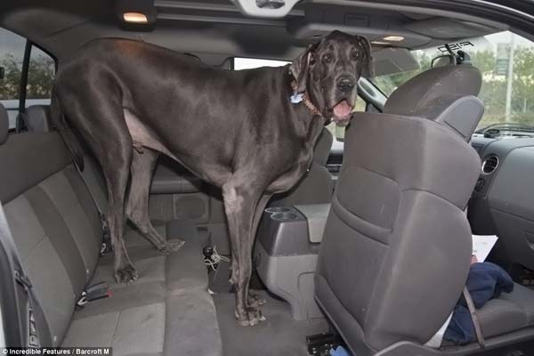 Самая большая собака в мире3